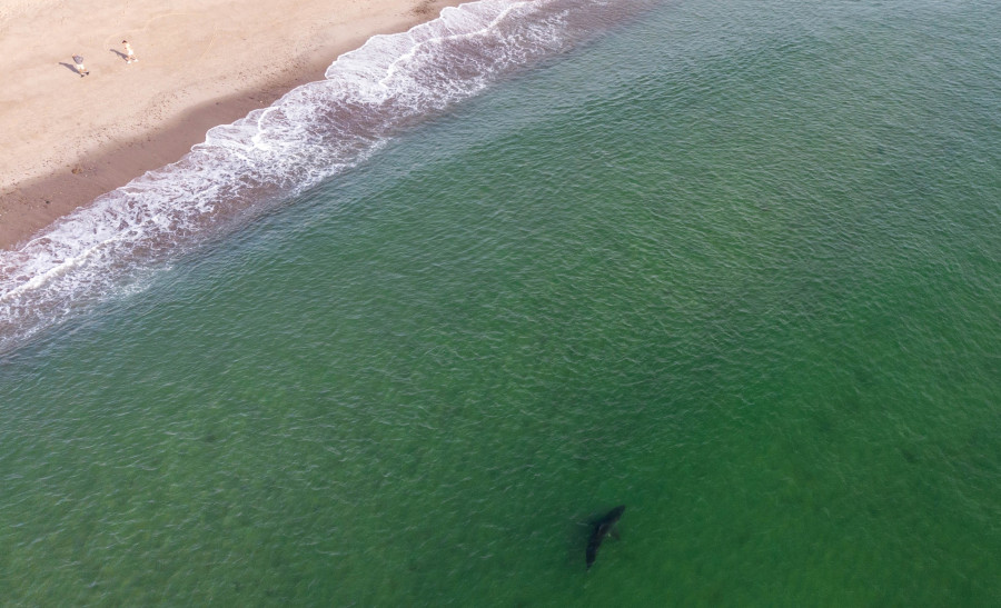 shark beach