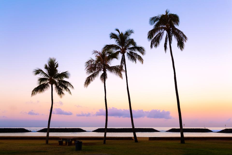 Palm Trees, Waikiki Beach, Honolulu, Oahu, Hawaii, America