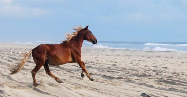 Destination Vacation: Corolla, NC wild horse tours